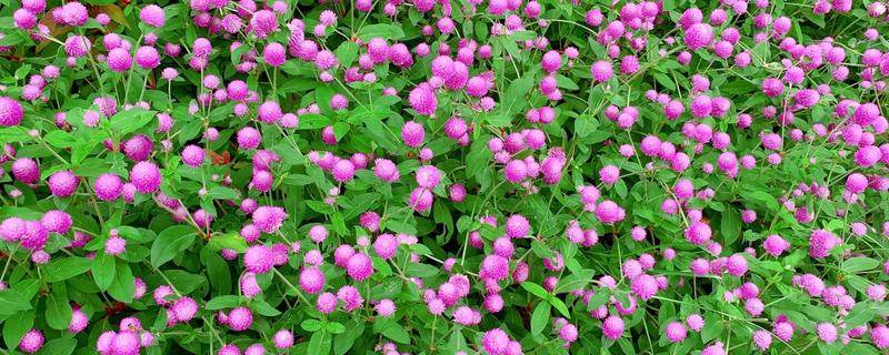 千日红有什么花语，代表美丽、不灭的爱等含义