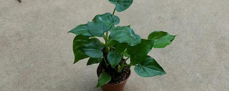 千手观音会不会开花，只开花不结实