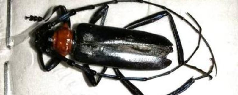 桃红颈天牛简介，主要分布于江苏、浙江等地