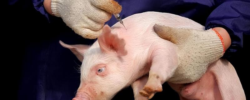 小猪出生后打什么疫苗，先打猪瘟兔化弱毒疫苗
