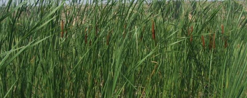 宽叶香蒲是不是象牙菜，两者是同一种植物