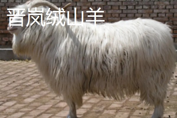 绒山羊的产地，有辽宁、山西晋岚等地