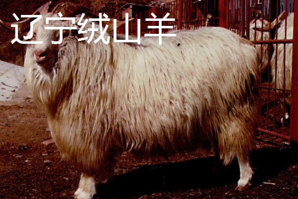 绒山羊的产地，有辽宁、山西晋岚等地