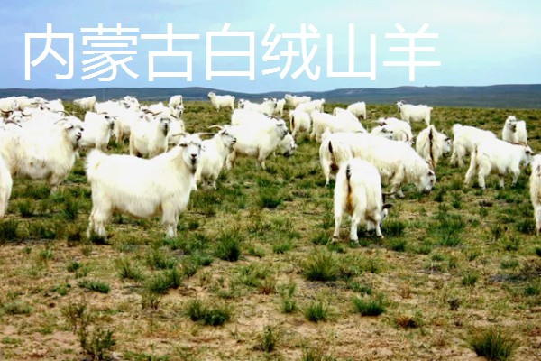 绒山羊的产地，有辽宁、山西晋岚等地