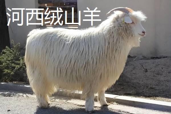 绒山羊的产地，有辽宁、山西晋岚等地