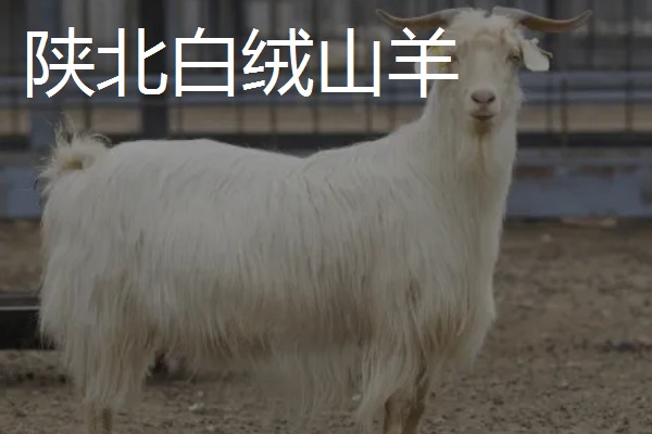 绒山羊的产地，有辽宁、山西晋岚等地