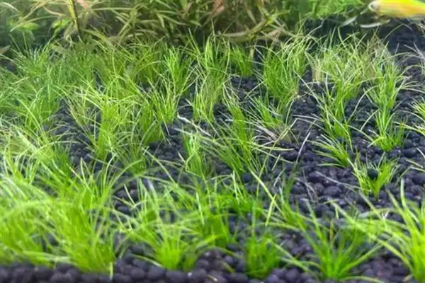 牛毛草发黄的原因,通常是由于缺光、缺营养等