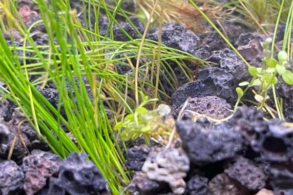 牛毛草发黄的原因,通常是由于缺光、缺营养等