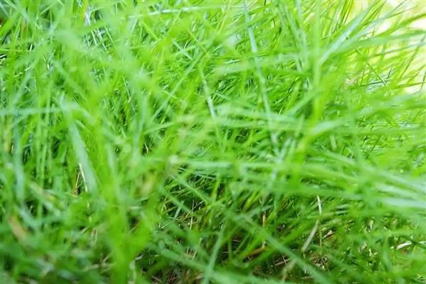 牛毛草发黄的原因,通常是由于缺光、缺营养等