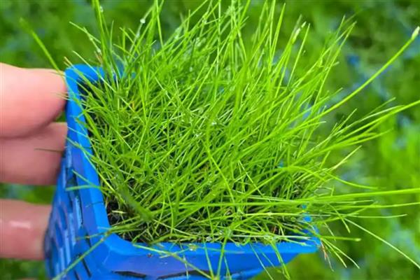 牛毛草发黄的原因,通常是由于缺光、缺营养等