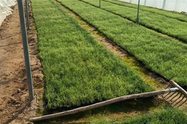 牛毛草发黄的原因,通常是由于缺光、缺营养等