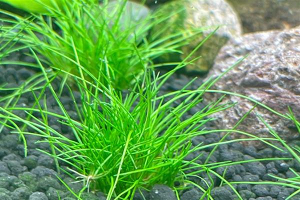 牛毛草发黄的原因,通常是由于缺光、缺营养等