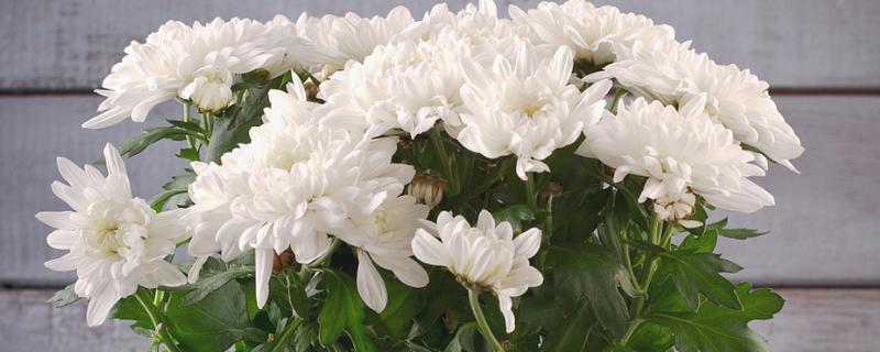 清明节用哪种花，可以用菊花、百合花等