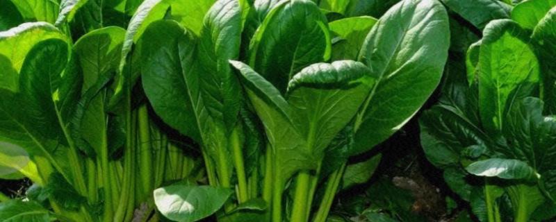 蔬菜种类划分，根据科属可分为十字花科、伞形科等类型