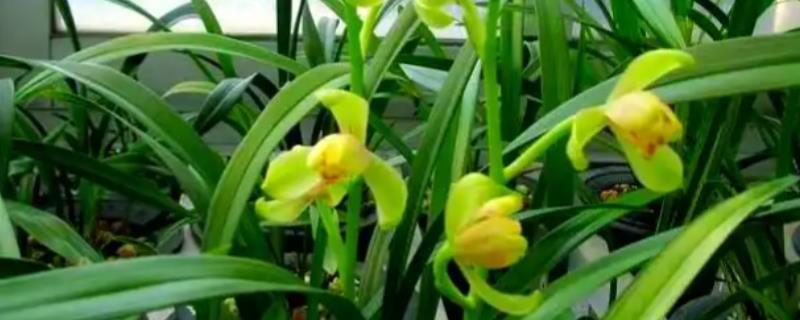 兰花怎样换盆换土，换盆的前一周需要停止浇水