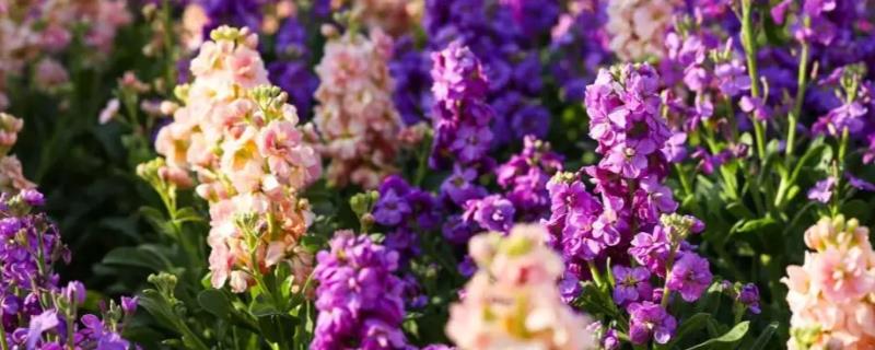 紫罗兰的养殖方法，温度控制在15-20℃
