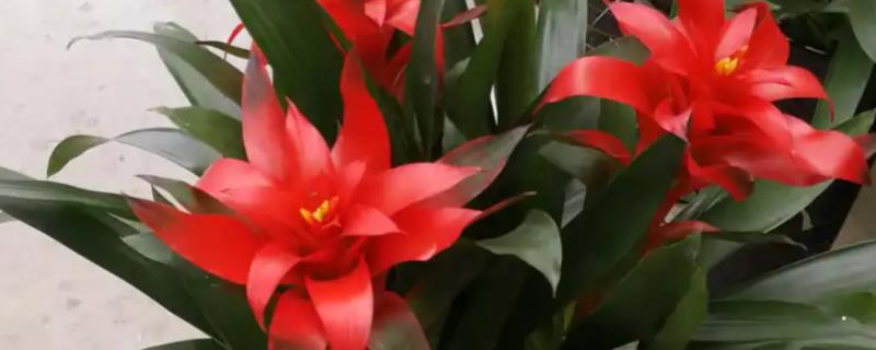 鸿运当头花枯萎了要不要剪掉，是需要修剪的