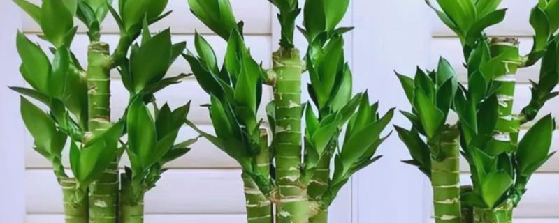 属兔养哪些植物可以旺财，富贵竹是适宜的选择