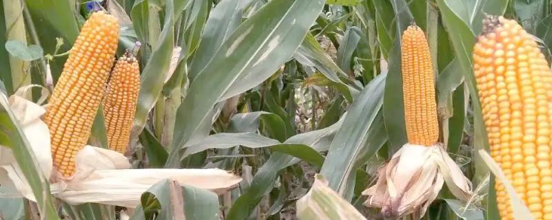 西抗18玉米品种简介，全生育期是156天