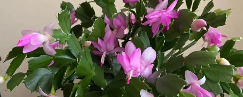 蟹爪兰打骨朵时可以施肥吗，打骨朵时能施肥