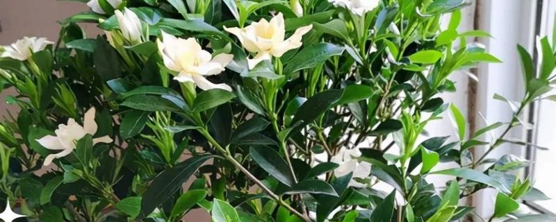 春季如何修剪栀子花，主要是将顶梢的2-3对叶片剪除