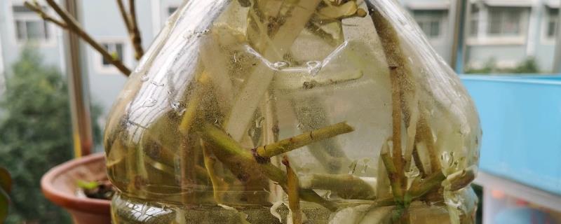 柳枝泡水对植物有什么作用，可促进生根