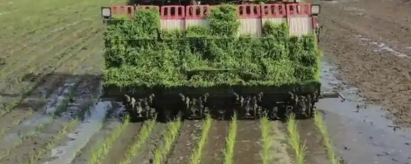 洋马6行插秧机耕作时怎么转弯，接近田埂时减速后退再转动方向盘