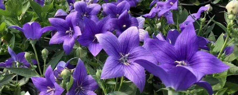 桔梗怎么种植，将种子与细沙土拌匀再撒播