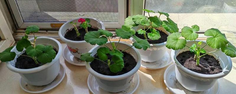 天竺葵怎么扦插，用吲哚乙酸溶液浸泡后再插入土壤中