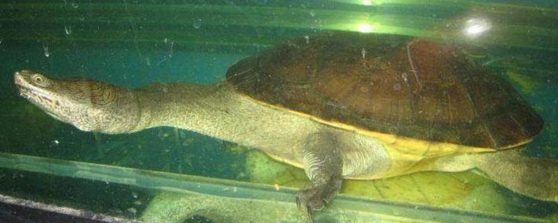 蛇颈龟的身体长度，成年后一般能达到15-25厘米