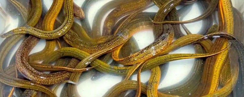 黄鳝是不是喜欢深水，喜欢在浅水区活动