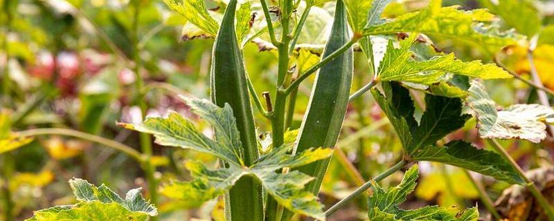 黄秋葵和秋葵有什么区别，黄秋葵属于秋葵里面的一个品种