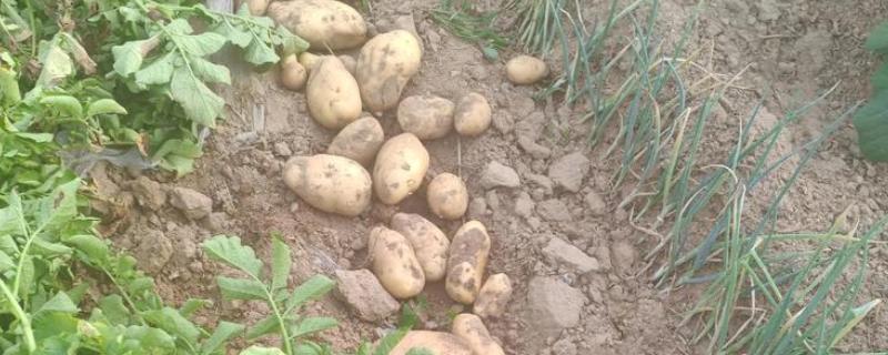 土豆的收获时间，南方地区一般在2-3月份收获