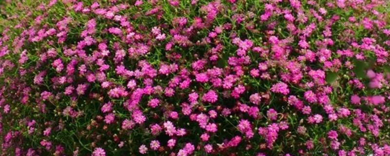 满天星如何浇水，通常每隔3-5天浇1次水