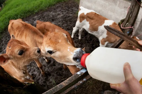 怎么喂养犊牛，出生后用母乳饲喂一个月左右