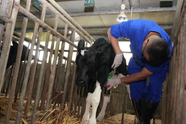 怎么喂养犊牛，出生后用母乳饲喂一个月左右