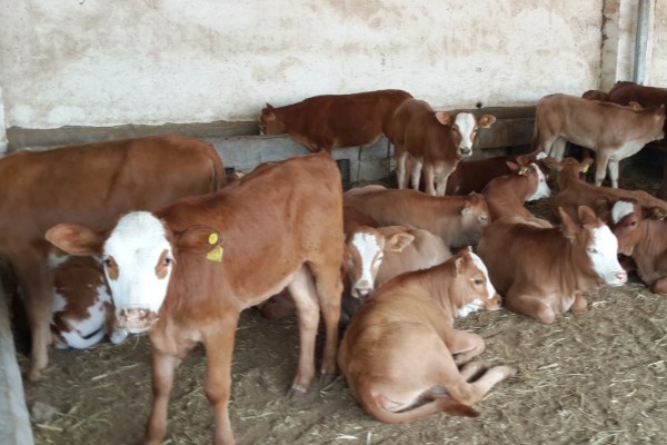 怎么喂养犊牛，出生后用母乳饲喂一个月左右