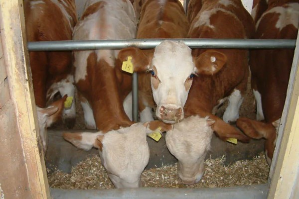 怎么喂养犊牛，出生后用母乳饲喂一个月左右