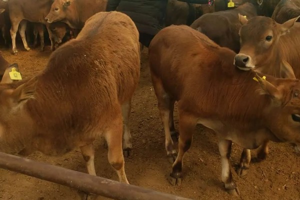 怎么喂养犊牛，出生后用母乳饲喂一个月左右