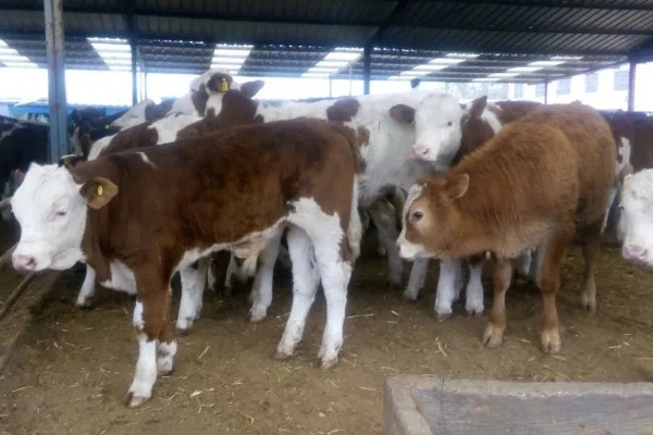 怎么喂养犊牛，出生后用母乳饲喂一个月左右