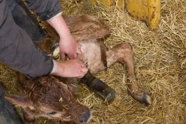 怎么喂养犊牛，出生后用母乳饲喂一个月左右