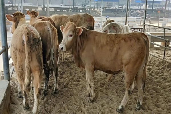 怎么喂养犊牛，出生后用母乳饲喂一个月左右