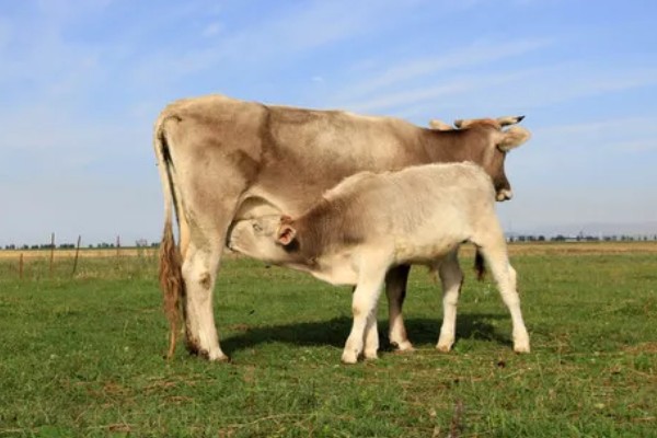 怎么喂养犊牛，出生后用母乳饲喂一个月左右