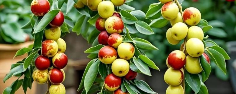 红枣的盆栽方法，需提供湿润的生长环境