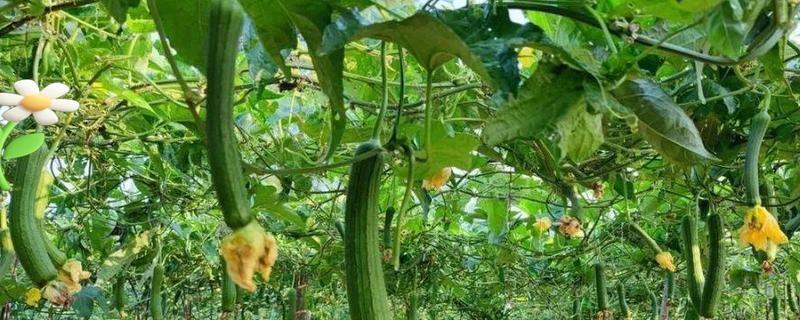 丝瓜的种植技术，播种前放置太阳处晒2-3天左右