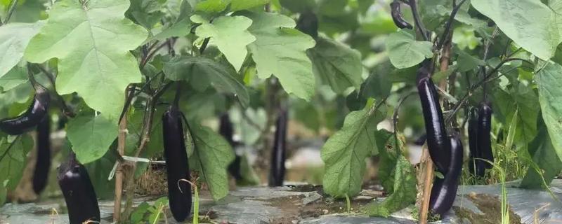 如何判断茄子可以摘了，可以看茄子蒂