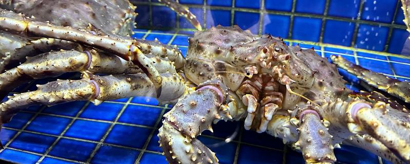 帝王蟹的挑选方法，背壳呈黑绿色有光泽代表肉质偏厚且细腻