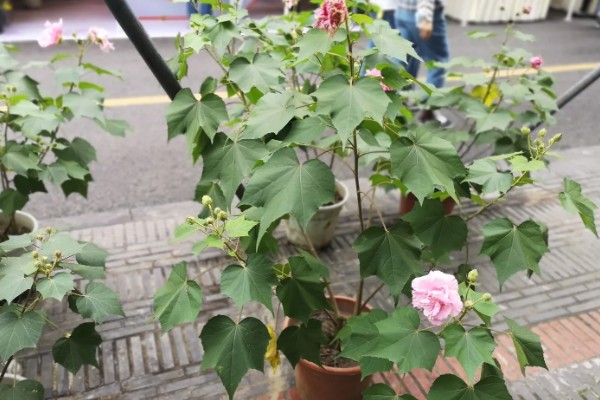 盆栽木芙蓉多高需打顶,在10cm左右时就需要打顶