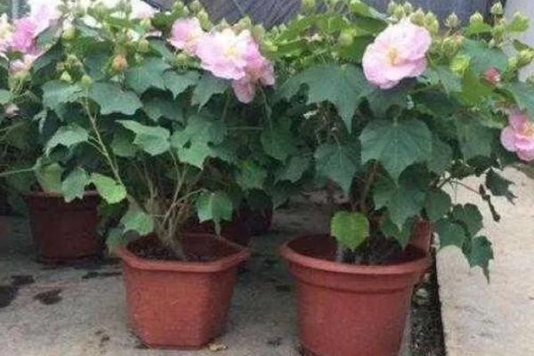 盆栽木芙蓉多高需打顶,在10cm左右时就需要打顶