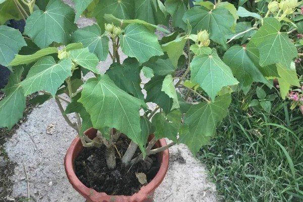 盆栽木芙蓉多高需打顶,在10cm左右时就需要打顶